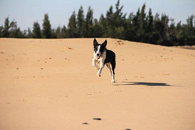 D23展会：《石像鬼：重制版》面向主机＆PC公布